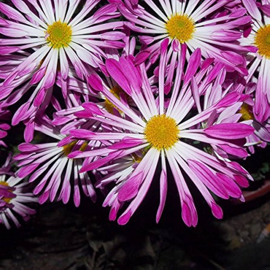 Pink Spoon Mum Flower seeds for Planting - Colorful Display, Heirloom & GMO Free Seeds for Home Garden
 
 Sale seeds for home garden