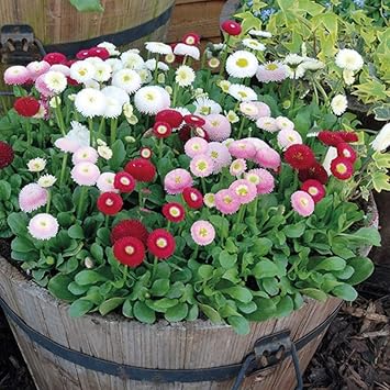 Mixed Bellis Perennis Flower seeds for Planting - Low Maintenance, Heirloom & GMO Free Seeds for Home Garden
 
 Sale for planting in home garden