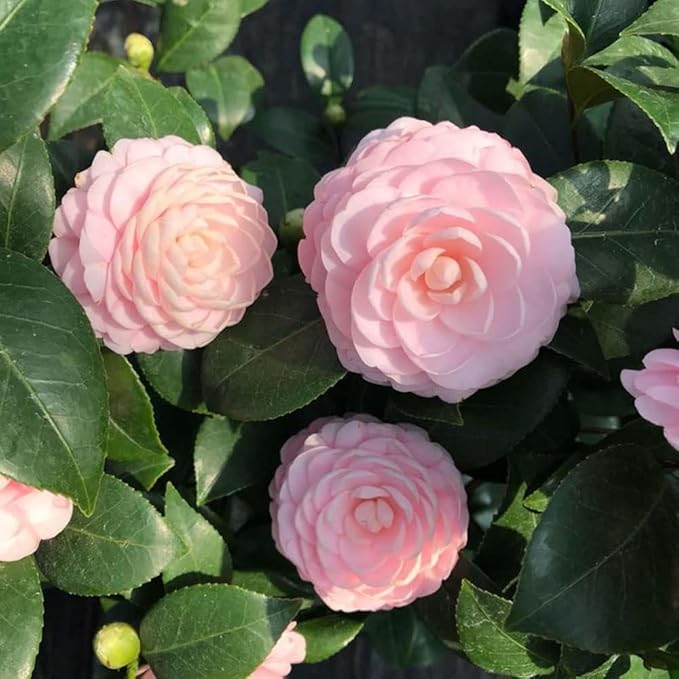 Pink Camellia Flower seeds for Planting - Cut Flower Favorite, Heirloom & GMO Free Seeds for Home Garden
 
 Sale for planting in home garden