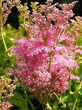Pink Filipendula Rubra Flower seeds for Planting - Hardy Variety, Heirloom & GMO Free Seeds for Home Garden
 
 Sale for planting in home garden