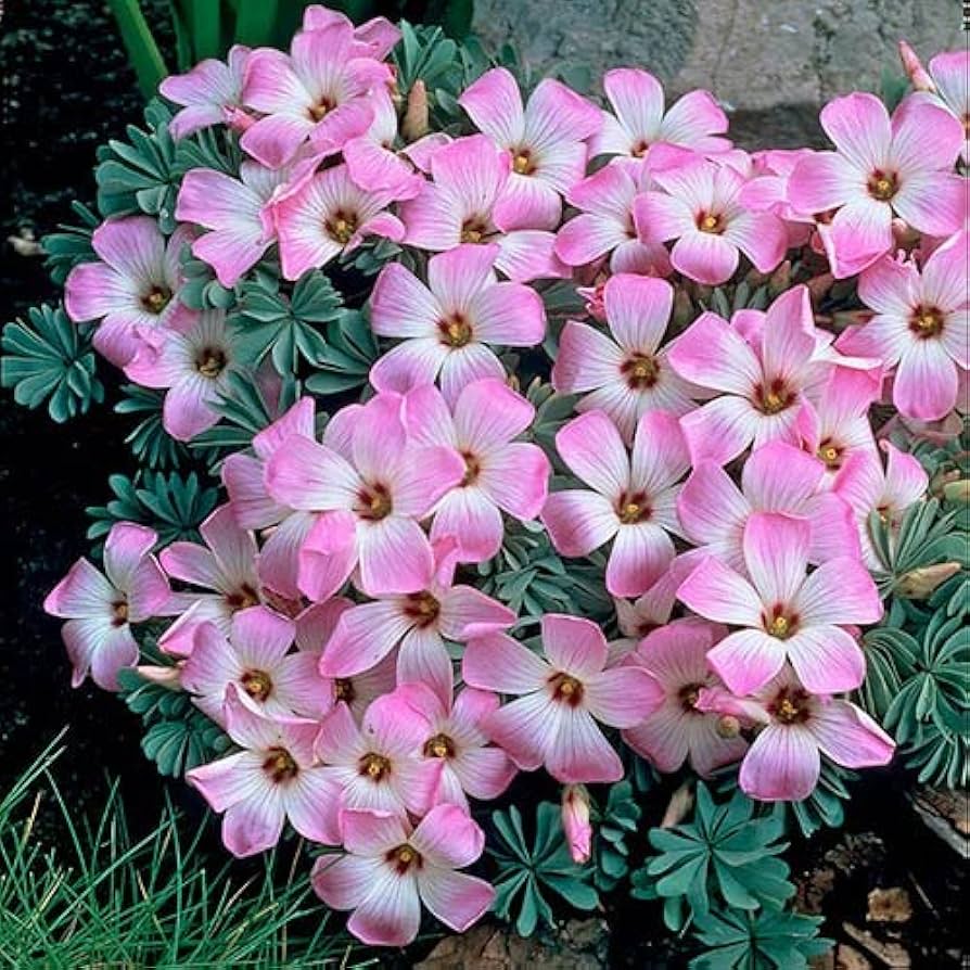 Oxalis Laciniata Flower Seeds rare ornamental blooms