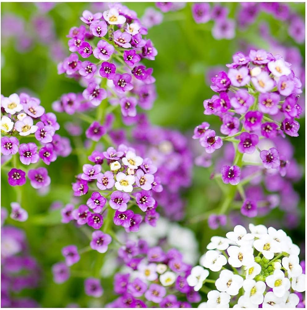Alyssum Royal Carpet for planting in flower bed