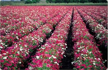 Mixed Drummond Flower seeds for Planting - Sun Loving, Heirloom & GMO Free Seeds for Home Garden
 
 Sale for planting in home garden