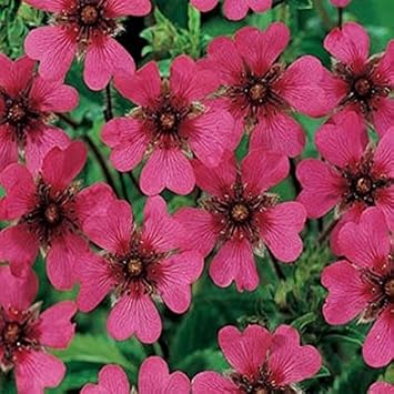 Pink Cinquefoil Flower seeds for Planting - Hardy Variety, Heirloom & GMO Free Seeds for Home Garden
 
 Sale for planting in home garden.