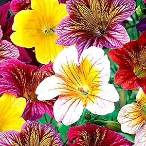 Salpiglossis Salpiglossis spp for planting in flower bed