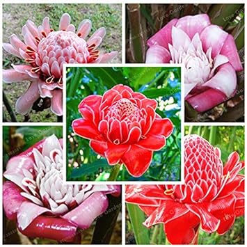 Etlingera Elatior Mixed Colour Seeds For Vibrant Garden Planting