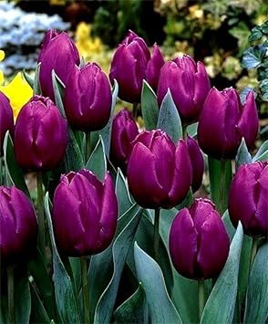 Dark Purple Tulip Flower Seeds For Vibrant Garden Planting And Stunning Spring Blooms