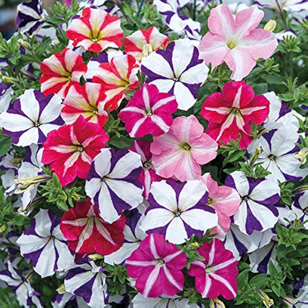 White Red Petunia Seeds for Gorgeous Floral Arrangements in Your Garden
