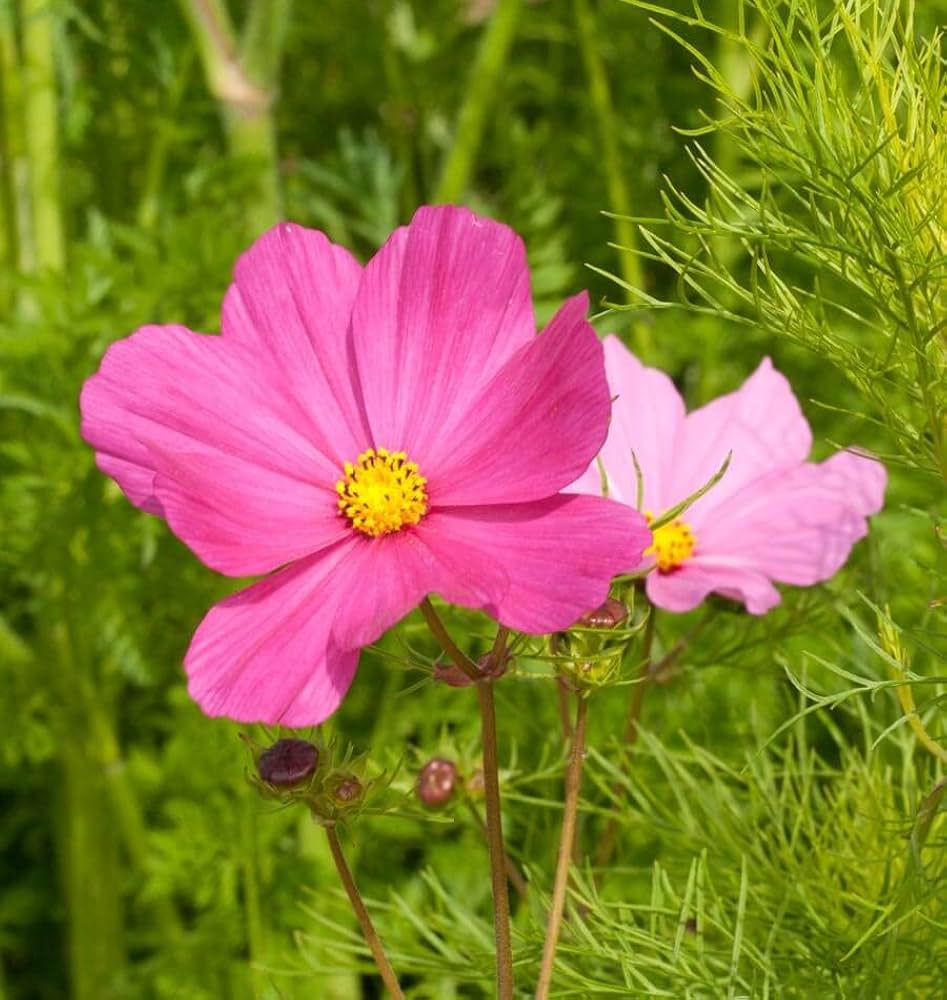Cosmos Sensation Mix Cosmos bipinnatus for planting in flower bed