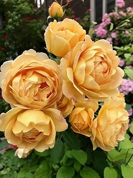 Cream Rose Flower seeds for Planting Garden Favorite Heirloom & GMO Free Seeds for Home Garden 
 
 Sale for planting in home garden