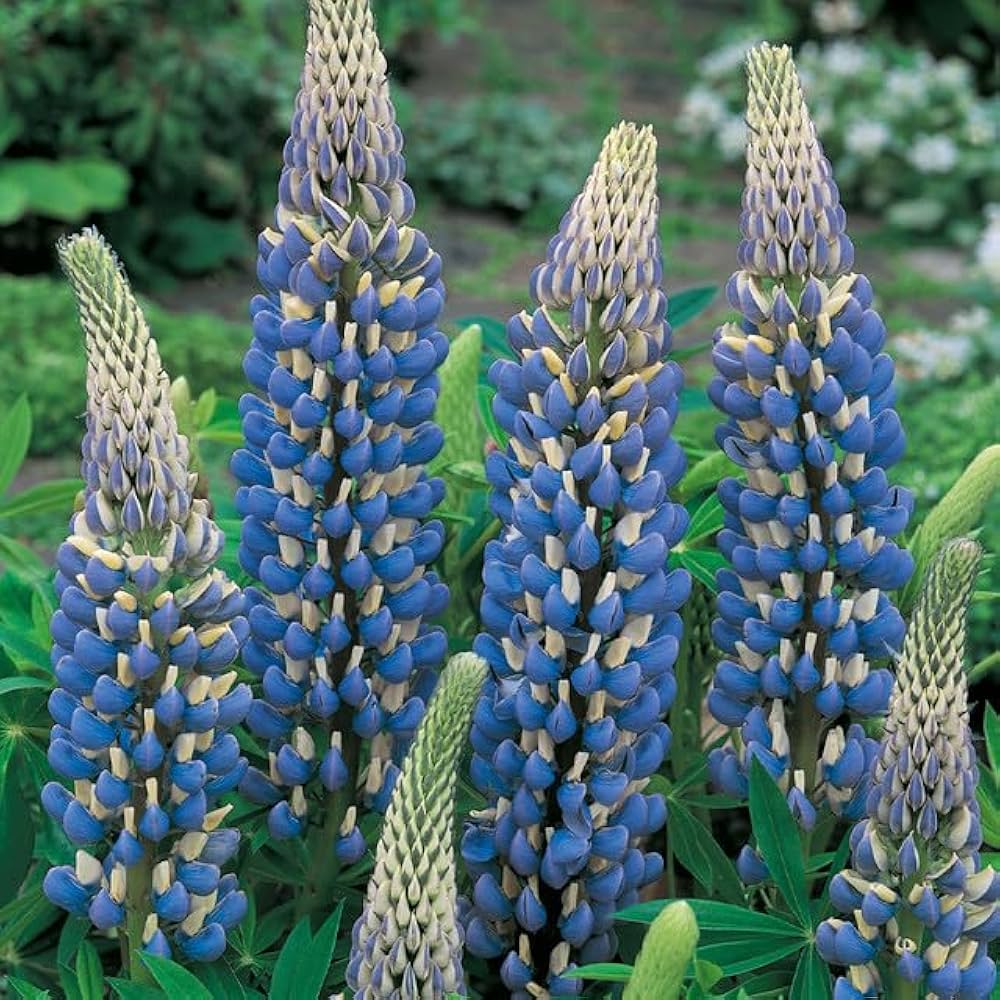 Sweet Blue Lupine Perennial Flower Seeds