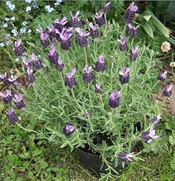 Lavender Stoechas Flower seeds for Planting - Long Bloom Season, Heirloom & GMO Free Seeds for Home Garden
 
 Sale for planting in home garden.