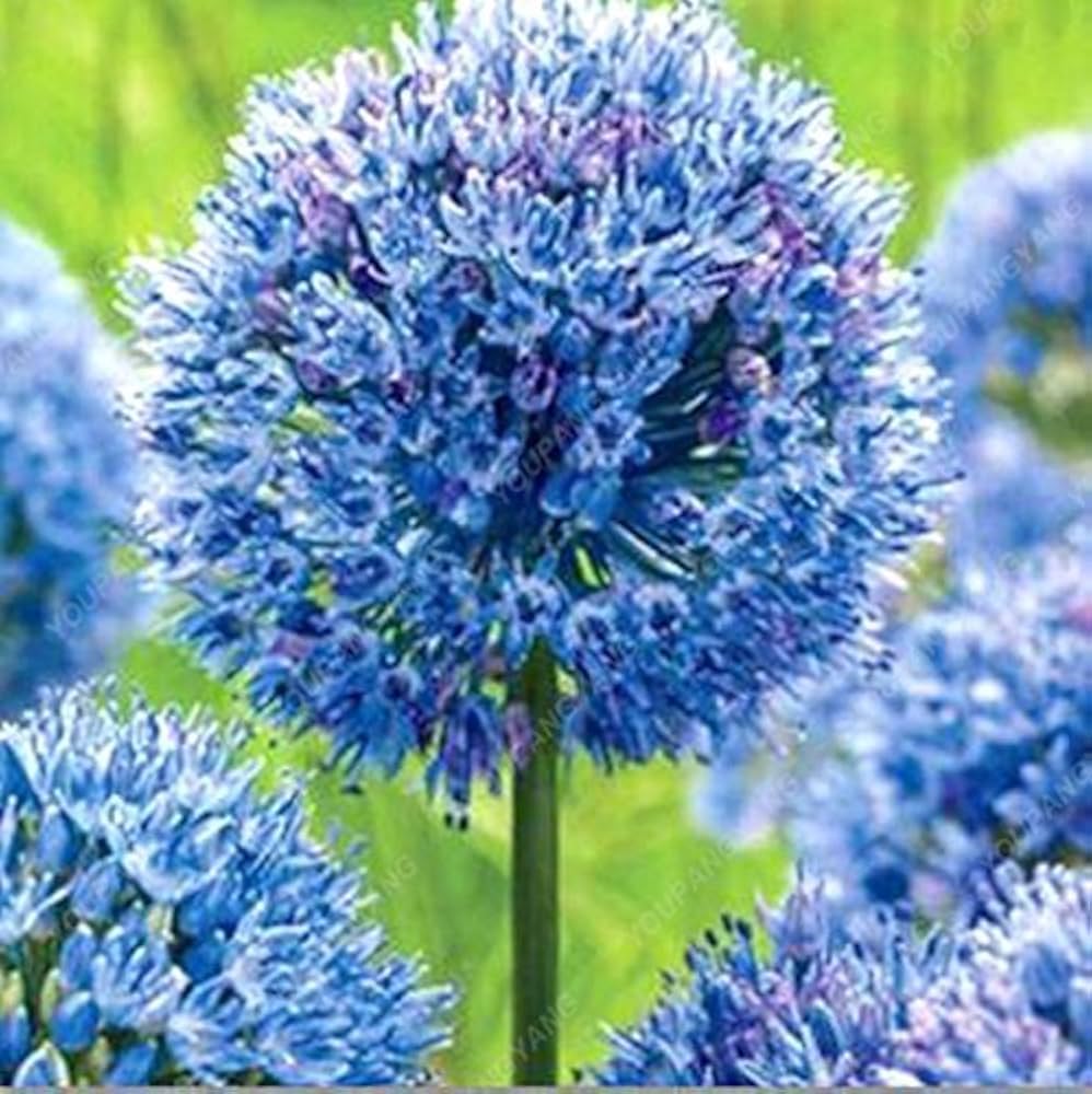 Riesenlauch (Allium giganteum) Seeds for rare flowers and bonsai