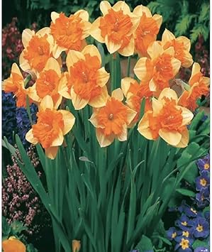 Orange Daffodil Flower Seeds - Spring Planting For Colorful Gardens