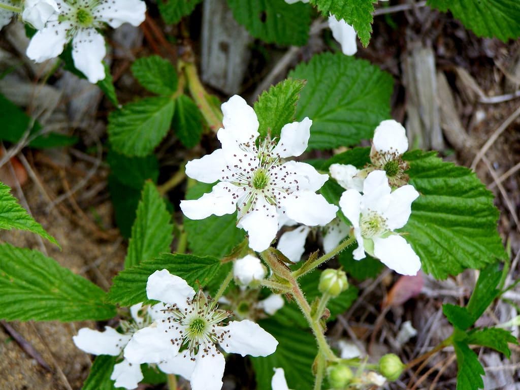 Rubus (Rubus Cuneifolius) seeds for planting in home garden