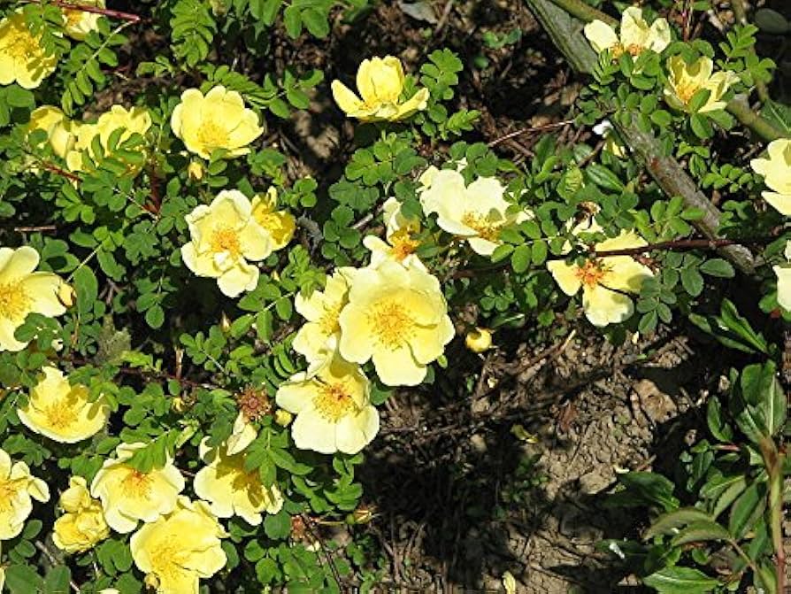 Yellow Manchu Rose Flower Seeds Planting