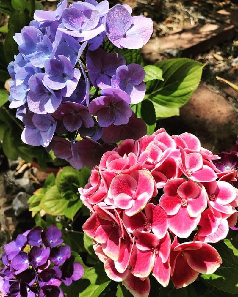 Hydrangea Flower Seeds for large, beautiful garden blooms