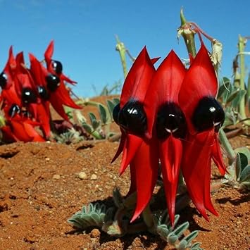 Swainsona Flower seeds for Planting Fragrant Blossoms Heirloom & GMO Free Seeds for Home Garden 
 
 Sale for planting in home garden