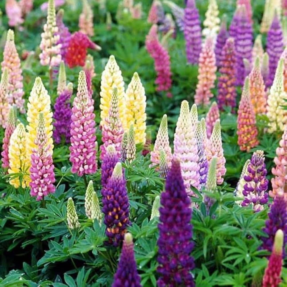 Sweet Blue Lupin Lupinus Polyphyllus Seeds for planting in flower bed