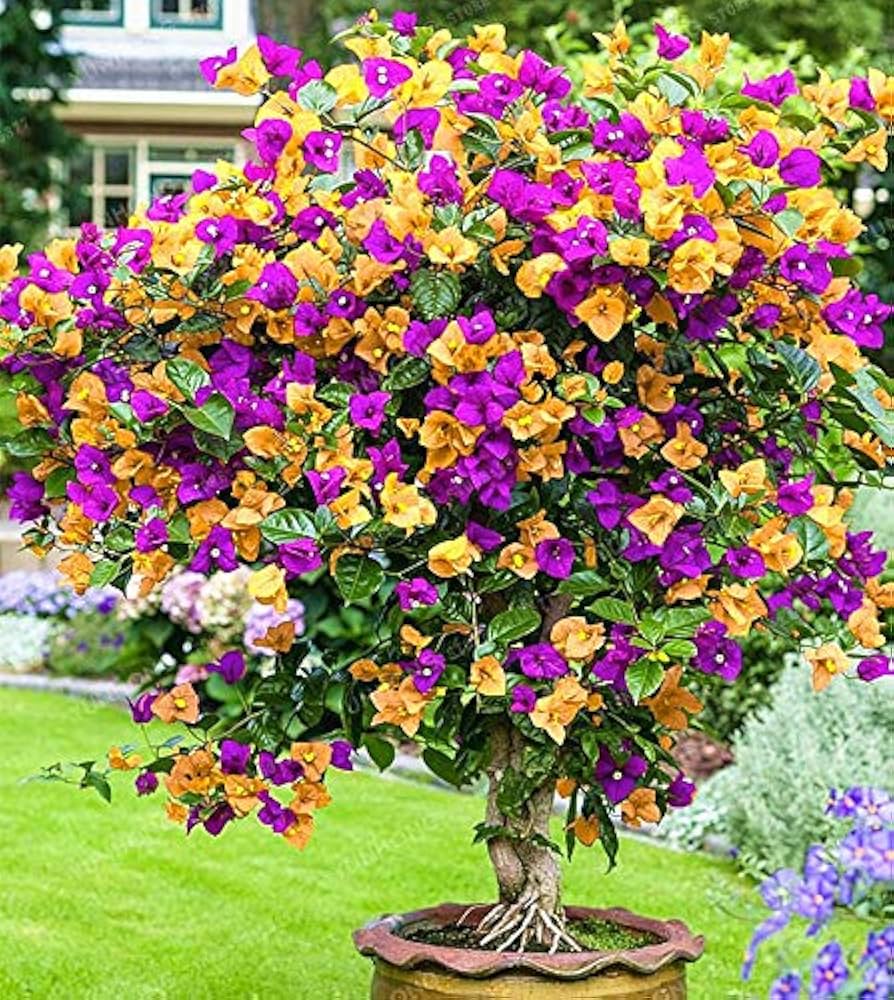 Bougainvillea Yellow Purple Flower seeds for Planting - Compact Growth, Heirloom & GMO Free Seeds for Home Garden
 
 Sale for planting in home garden.