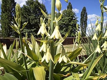 Galtonia Viridiflora Flower seeds for Planting - Long Bloom Season, Heirloom & GMO Free Seeds for Home Garden
 
 Sale for planting in home garden