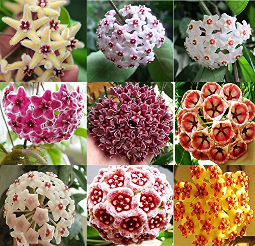 Mixed Hoya Flower Seeds For Planting - Diverse Collection Of Blooms