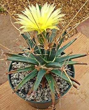 Yellow Leuchtenbergia Flower seeds for Planting - Bright Blooms, Heirloom & GMO Free Seeds for Home Garden
 
 Sale for planting in home garden