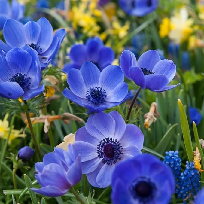 Blue Color Poppy Papaver somniferum for planting in flower bed