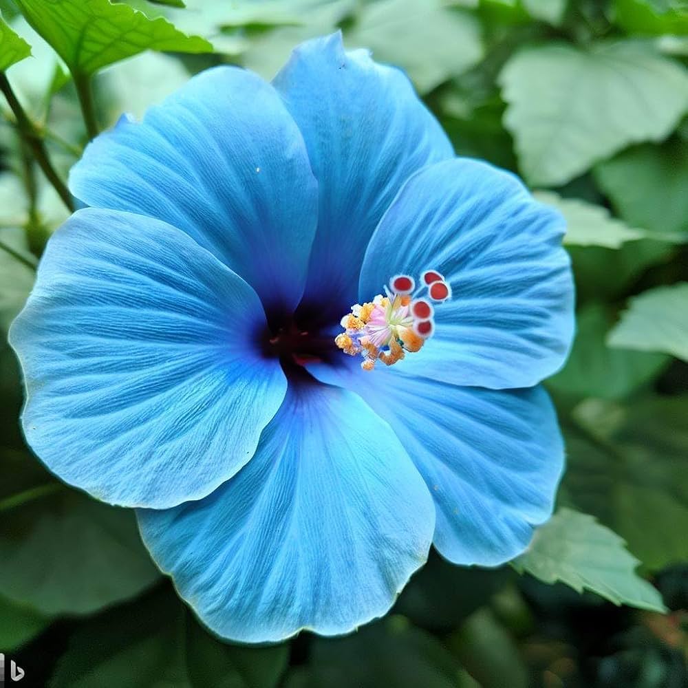 Dark Blue Hibiscus Flower Seeds For Planting - Vibrant Blooms