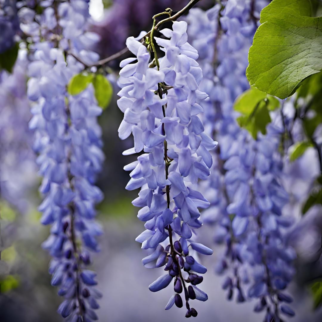 White And Blue Wisteria Flower Seeds For Planting