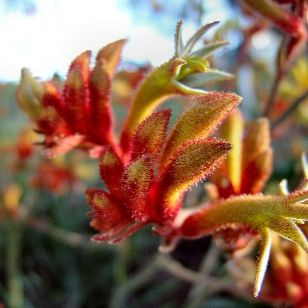 Kangaroo Paw Anigozanthos spp. for planting in flower bed