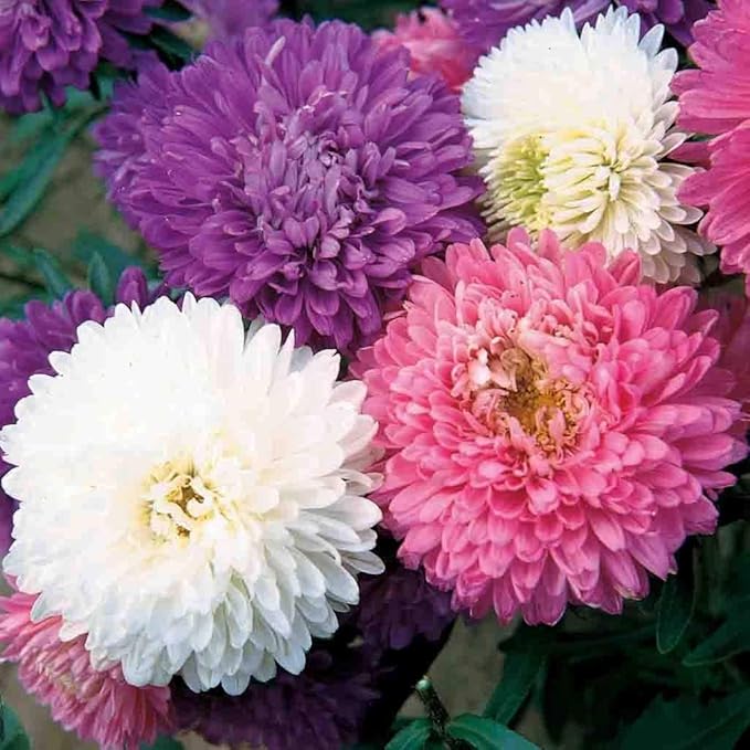 Mixed Asters Flower seeds for Planting - Fragrant Blossoms, Heirloom & GMO Free Seeds for Home Garden
 
 Sale for planting in home garden