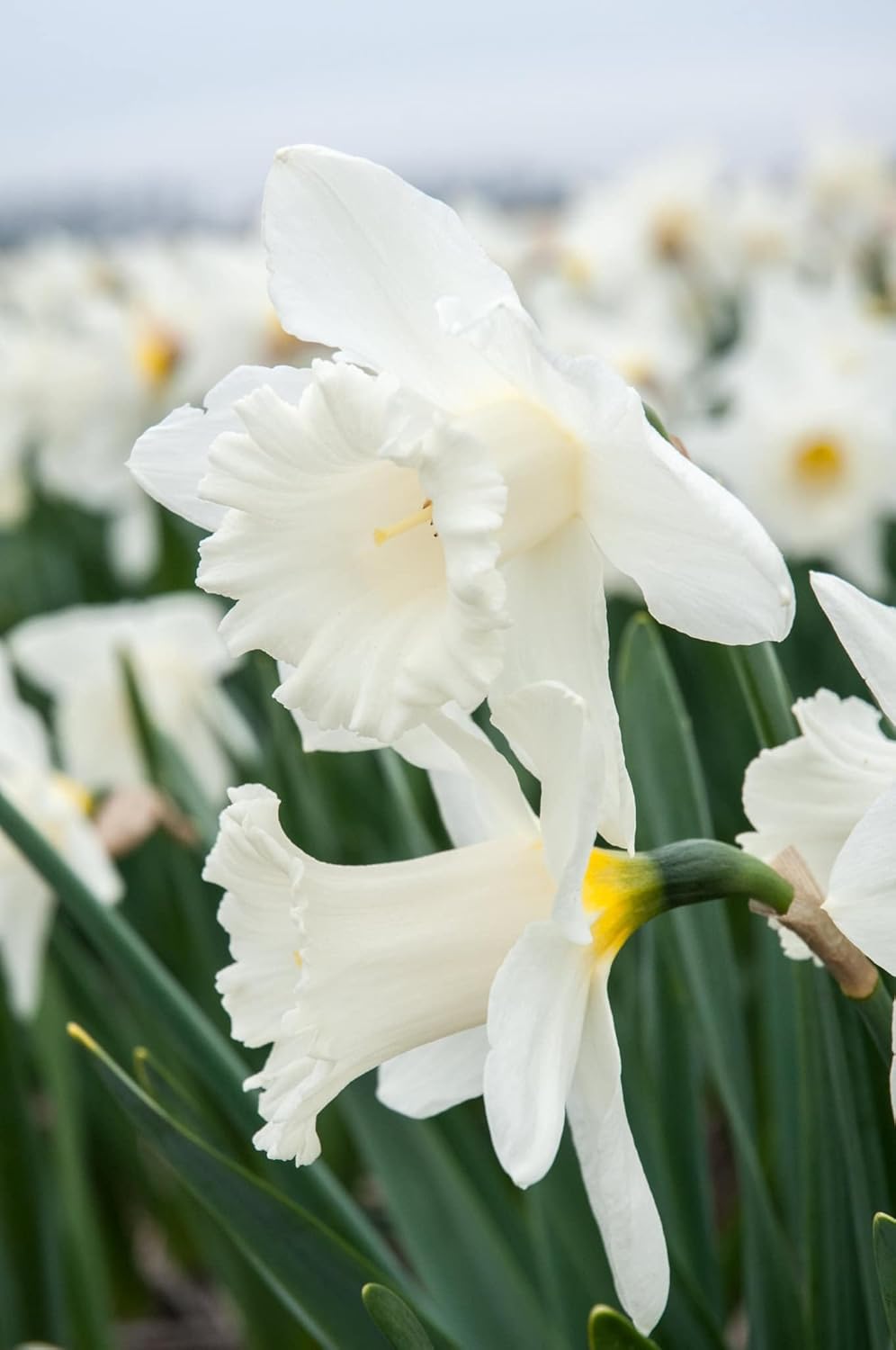 Daffodils Flower Seeds Planting White