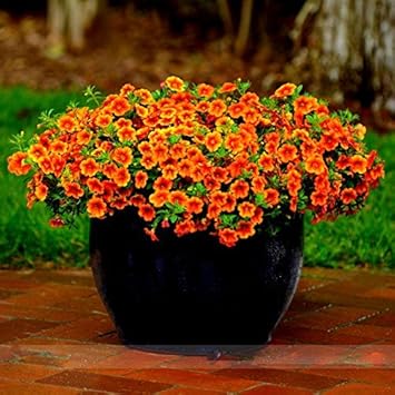 Orange Calibrachoa Flower seeds for Planting - Hardy Variety, Heirloom & GMO Free Seeds for Home Garden
 
 Sale for planting in home garden.