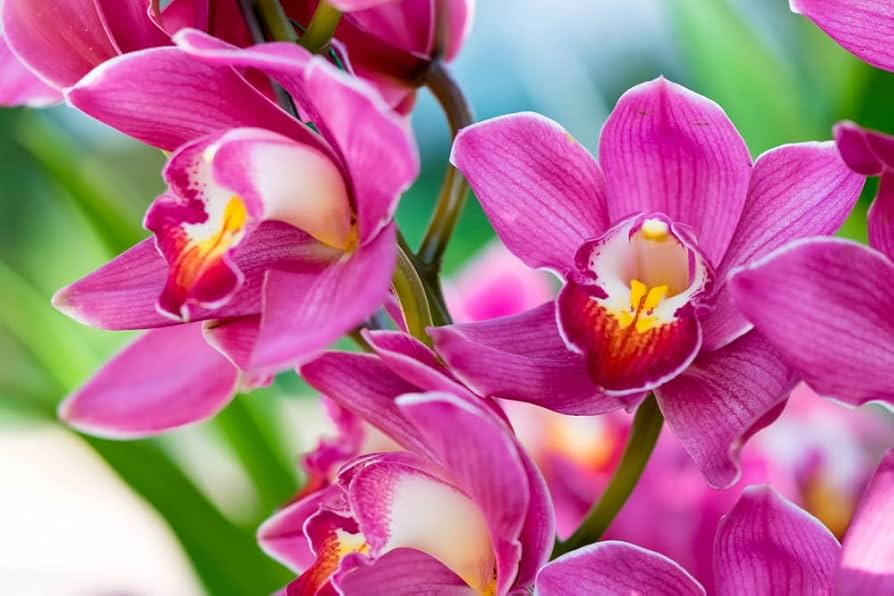 Phalaenopsis Orchid Flower seeds for Planting - Perfect for Borders, Heirloom & GMO Free Seeds for Home Garden
 
 Sale for planting in home garden.