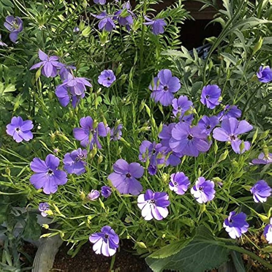 Blue Oculata Flower seeds for Planting - Bright Blooms, Heirloom & GMO Free Seeds for Home Garden
 
 Sale seeds for home garden