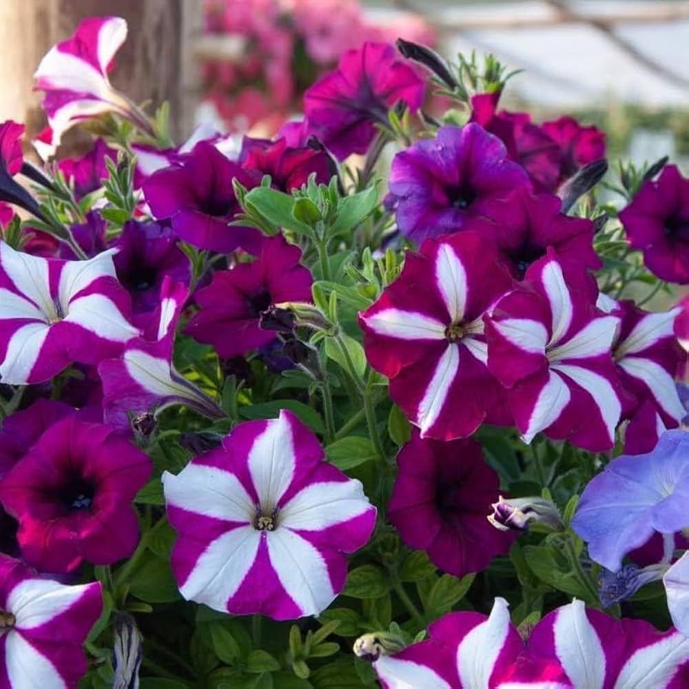 Petunia Seeds for planting in flower bed