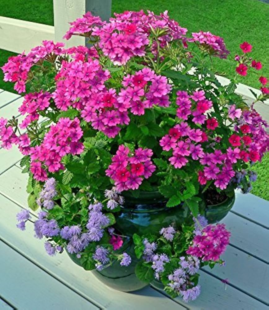 Verbena Chokecherry Planting Seeds: Vibrant Flowering Blooms For A Colorful Garden Display Seeds