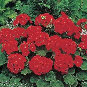 Geranium Deep Red Flower seeds for Planting - Cut Flower Favorite, Heirloom & GMO Free Seeds for Home Garden
 
 Sale seeds for home garden