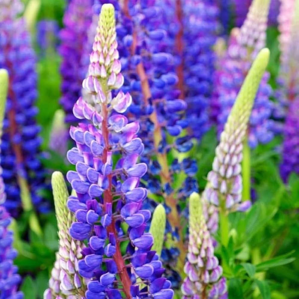 Sweet Blue Lupine Lupinus spp. Seeds for Planting - Ideal for Flower Bed & Home Garden