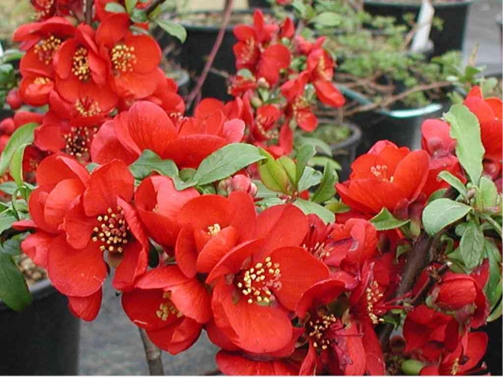 Enana Roja Flower seeds for Planting - Low Maintenance, Heirloom & GMO Free Seeds for Home Garden
 
 Sale for planting in home garden.