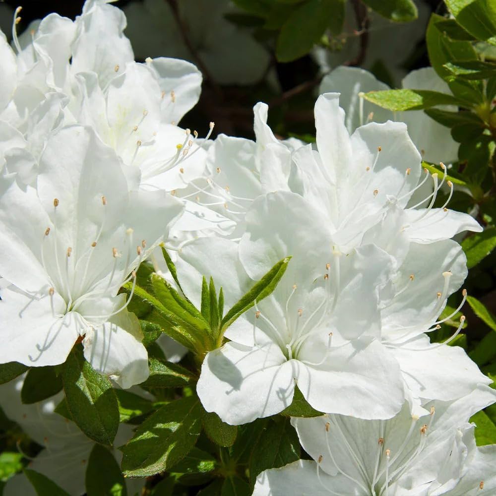 Azalea Flower Seeds Flat White Planting