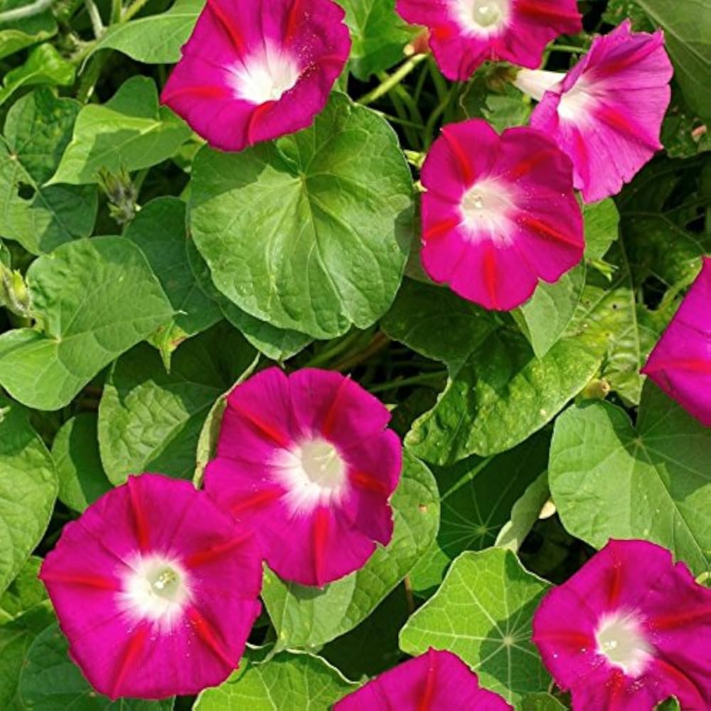 Red Morning Glory Ipomoea Coccinea Seeds for planting in trellis garden