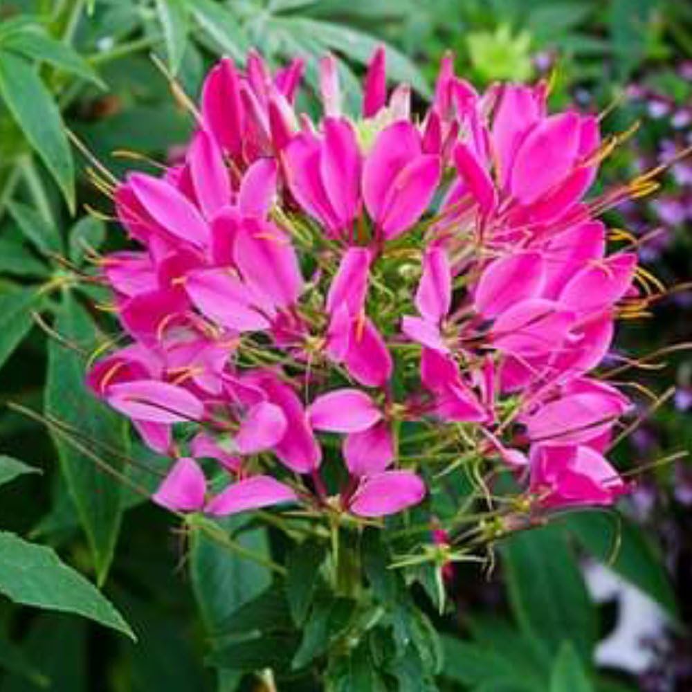 Spider Flower Cleome spinosa for planting in cottage garden