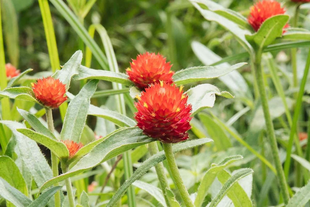 Gomphrena Higro Rose flower seeds for drought-tolerant gardens