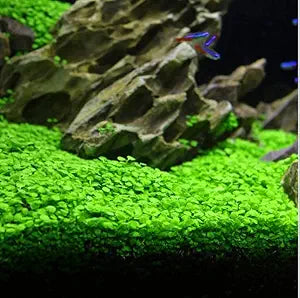 Aquarium Grass Seeds for Indoor Water Gardens