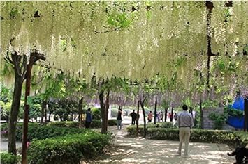 White Wisteria Flower seeds for Planting Rich Fragrance Heirloom & GMO Free Seeds For Home Garden 
 
 Sale for planting in home garden