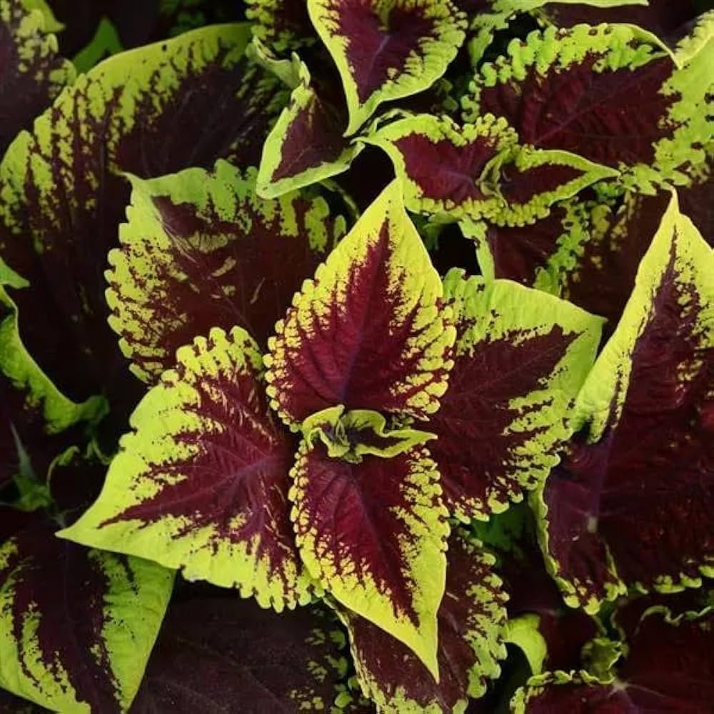 Coleus Wizard Coral Sunrise for planting in flower bed