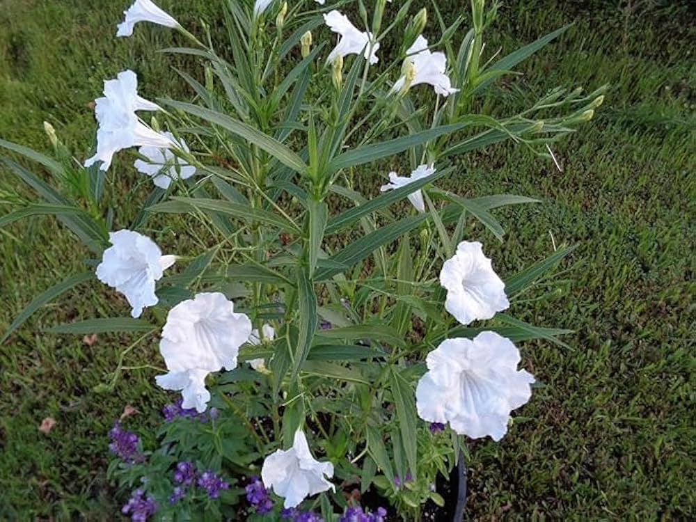 Ruellia Ruellia tuberosa for planting in tropical garden