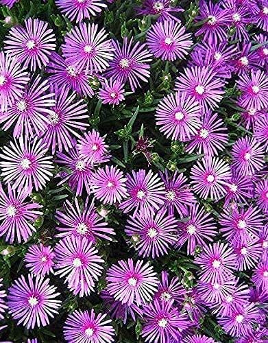 Lampranthus Maximiliana Flower seeds for Planting Sun Loving Heirloom & GMO Free Seeds for Home Garden 
 
 Sale for planting in home garden